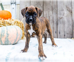 Puppy Benny Boxer