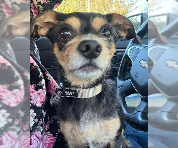 Medium Photo #4 Chihuahua-Unknown Mix Puppy For Sale in Corona, CA, USA