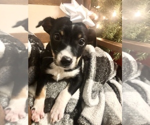 Jack Russell Terrier-Miniature American Shepherd Mix Puppy for sale in MORLEY, MI, USA