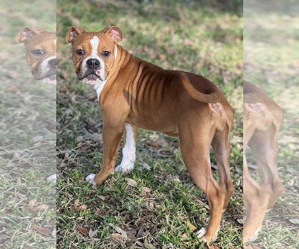 Medium Photo #5 Bulloxer Puppy For Sale in Dumont, NJ, USA