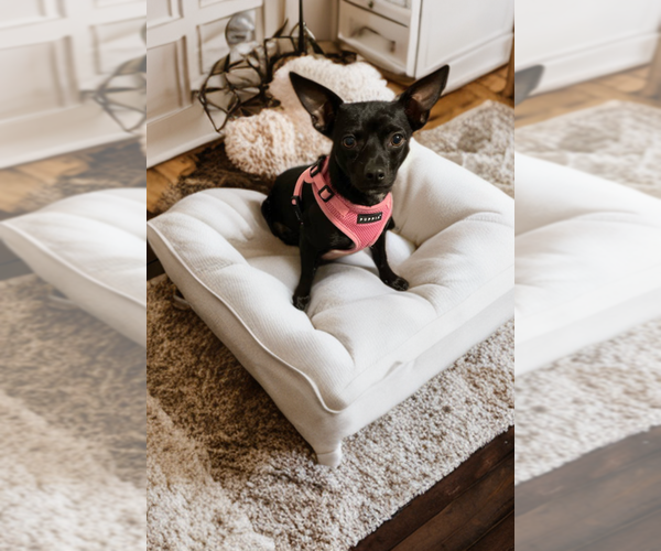 Medium Photo #3 Chiweenie Puppy For Sale in The Woodlands, TX, USA