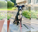 Small #4 Labrador Retriever Mix