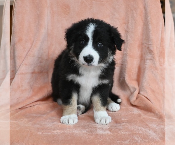 Medium Photo #2 Border Collie Puppy For Sale in WARSAW, OH, USA