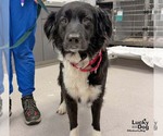 Millie - Female Collie-Retriever  Mix Dog for Adoption - Small photo