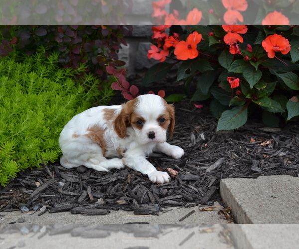 Medium Photo #2 Cavalier King Charles Spaniel Puppy For Sale in GREENWOOD, WI, USA