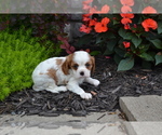 Small #1 Cavalier King Charles Spaniel