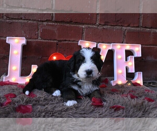 Medium Photo #26 Bernedoodle Puppy For Sale in ELMWOOD, IL, USA