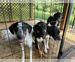 Ruthie - Female Labrador Retriever-Mountain Cur Mix Dog for Adoption - Photo #4