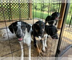 Small Photo #4 Labrador Retriever-Mountain Cur Mix Puppy For Sale in Crystal, MN, USA
