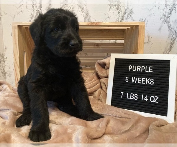 Medium Photo #5 Schnauzer (Giant) Puppy For Sale in LANSING, MI, USA