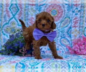 Cavapoo Puppy for sale in LANCASTER, PA, USA