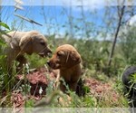 Small Photo #7 Golden Labrador Puppy For Sale in PEYTON, CO, USA