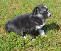 Small Photo #2 Pomsky Puppy For Sale in NEW CARLISLE, OH, USA