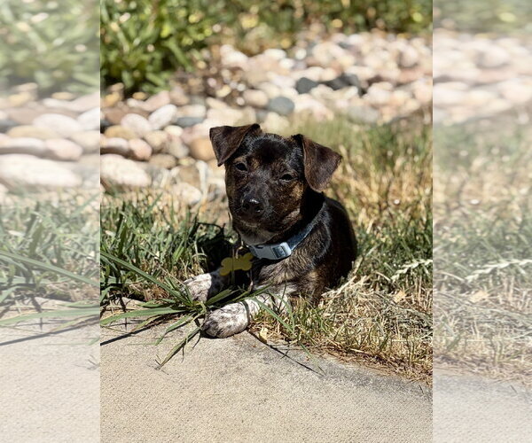 Medium Photo #6 Chiweenie Puppy For Sale in Sandy, UT, USA
