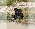 Small #5 Chiweenie