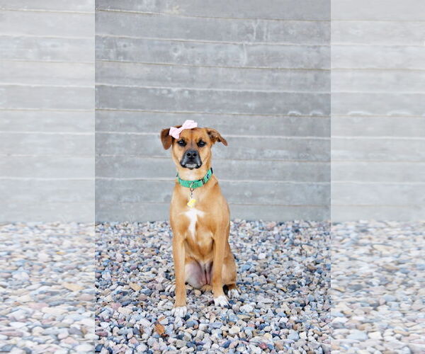 Medium Photo #19 Labrador Retriever-Unknown Mix Puppy For Sale in Sandy, UT, USA