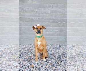 Rae - Female Labrador Retriever-Unknown Mix Dog for Adoption - Photo #19