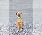 Small #18 Labrador Retriever Mix