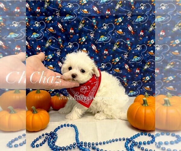 Medium Photo #1 Maltese Puppy For Sale in WINNSBORO, LA, USA
