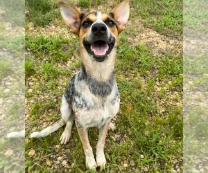 Mutt Dogs for adoption in Oakhurst, NJ, USA