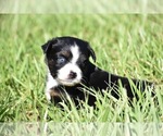 Small #4 Miniature Australian Shepherd