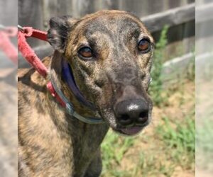 Greyhound Dogs for adoption in Grandville, MI, USA