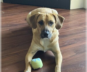 Labrador Retriever-Unknown Mix Dogs for adoption in Martinez, CA, USA