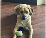 Small Labrador Retriever Mix