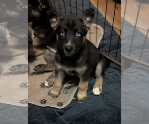 Siberian Husky-Unknown Mix Dogs for adoption in Holly Springs, NC, USA