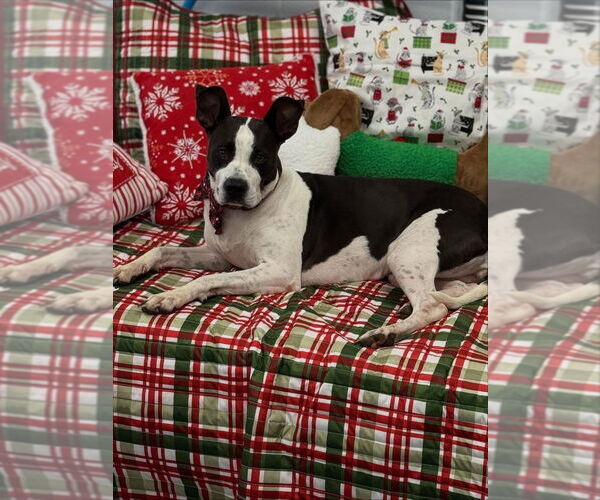 Medium Photo #6 Mutt Puppy For Sale in Mooresville, NC, USA