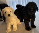 Small #7 Schnauzer (Miniature)