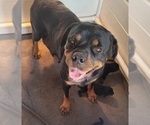 Small Photo #13 Rottweiler Puppy For Sale in EUSTIS, FL, USA