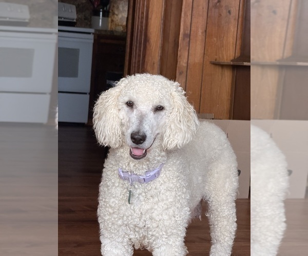 Medium Photo #1 English Cream Golden Retriever-Poodle (Standard) Mix Puppy For Sale in MILLERSBURG, OH, USA