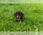 Small #4 Dachshund