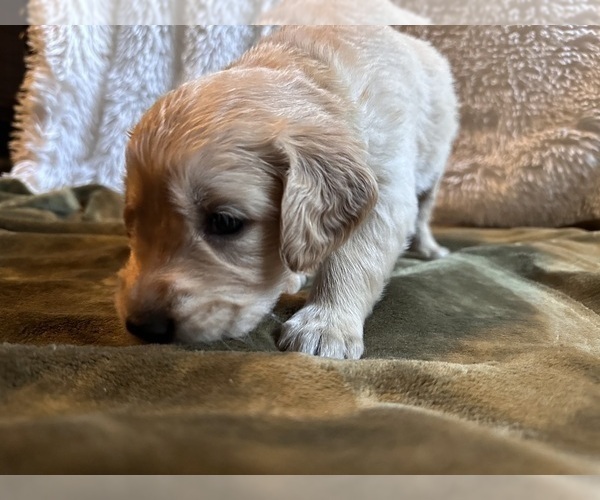 Medium Photo #3 Golden Retriever Puppy For Sale in PORTLAND, TN, USA