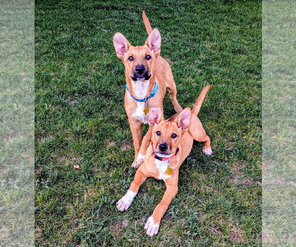 Medium Photo #7 Labrador Retriever-Unknown Mix Puppy For Sale in Sandy, UT, USA