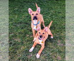 Small #6 Labrador Retriever Mix