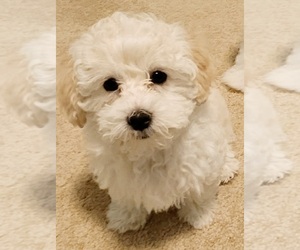 Medium Maltipoo