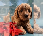Puppy Puppy 3 Cavapoo