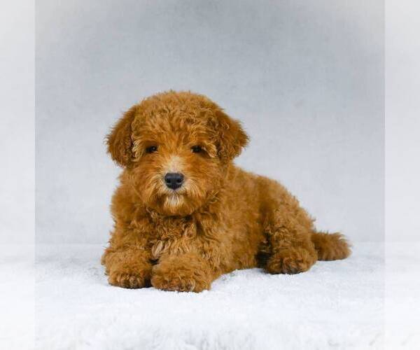 Medium Photo #5 Goldendoodle-Poodle (Miniature) Mix Puppy For Sale in DALTON, OH, USA