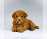 Small Photo #5 Goldendoodle-Poodle (Miniature) Mix Puppy For Sale in DALTON, OH, USA