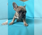 Small Photo #3 French Bulldog Puppy For Sale in FLEMING ISLAND, FL, USA