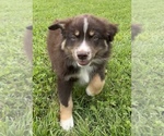 Small Photo #7 Australian Shepherd Puppy For Sale in NEOSHO, MO, USA