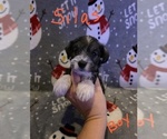 Small Photo #13 Chizer Puppy For Sale in MONTEZUMA, GA, USA
