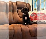 Small #2 Cane Corso