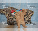 Small #9 Maltipoo-Poodle (Toy) Mix