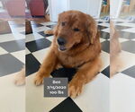 Small #9 Golden Retriever