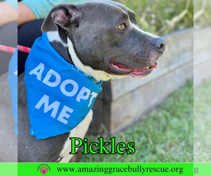 Pickles - Male American Bulldog-Unknown Mix Dog for Adoption - Photo #8