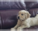 Small Photo #1 English Cream Golden Retriever Puppy For Sale in PROSPECT, PA, USA