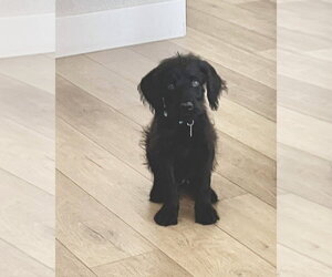 Ozzy - Male Mutt Dog for Adoption - Photo #6